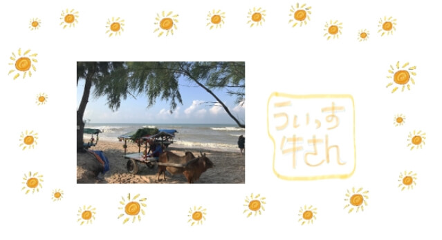 ミンミンのベトナム旅行記・ビーチと牛