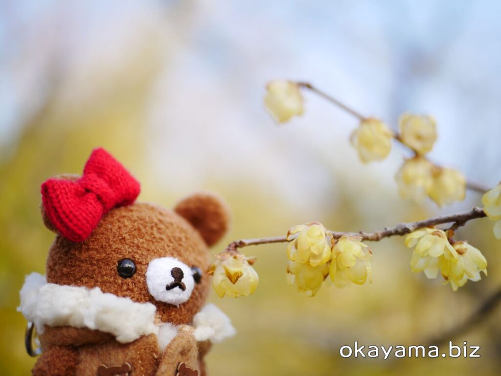 岡山後楽園 梅林 蝋梅（ロウバイ）の花とチャイロイコグマ okayama.biz