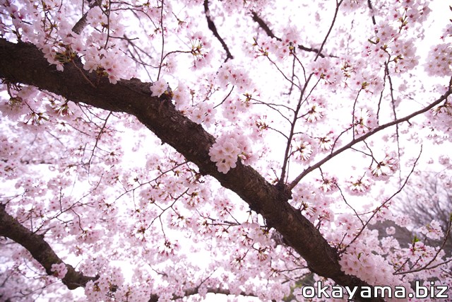 岡山後楽園の桜林で撮ったサクラの写真