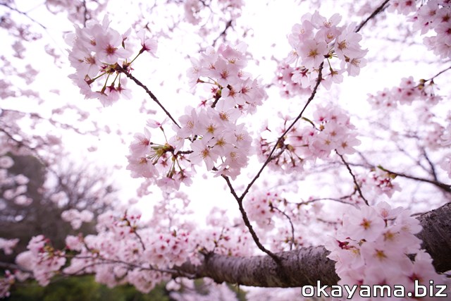 岡山後楽園の桜林で撮ったサクラの写真