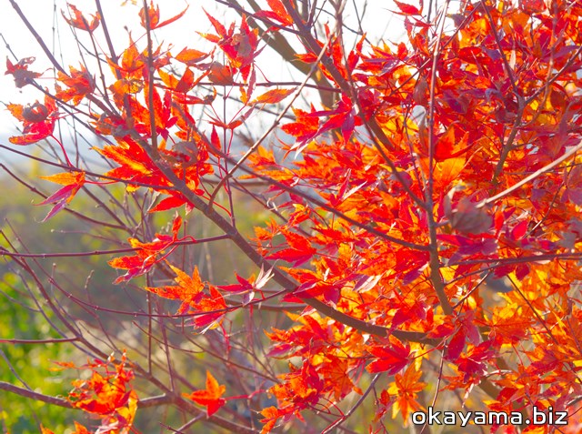 蒜山・鬼女台展望休憩所にある紅葉の写真