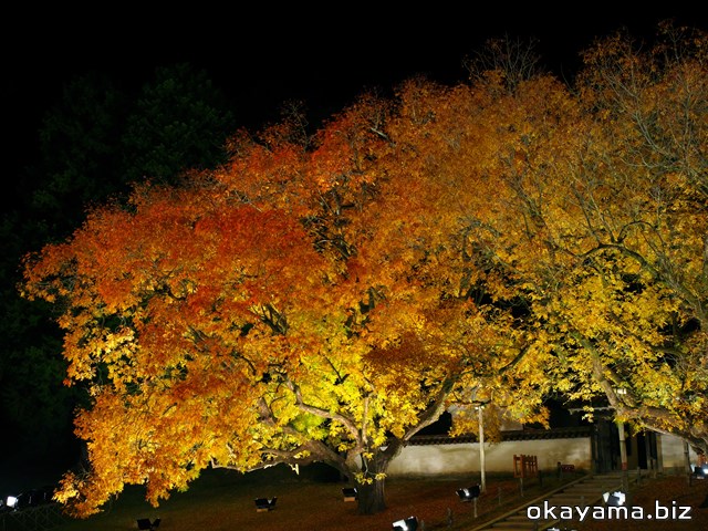 閑谷学校のライトアップされた楷の木（カイノキ）紅葉写真画像【岡山】オカヤマドットビズ