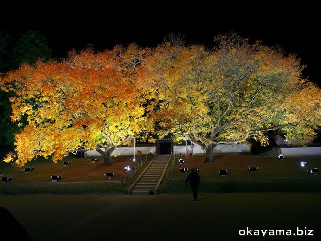 閑谷学校のライトアップされた楷の木（カイノキ）紅葉写真画像【岡山】オカヤマドットビズ