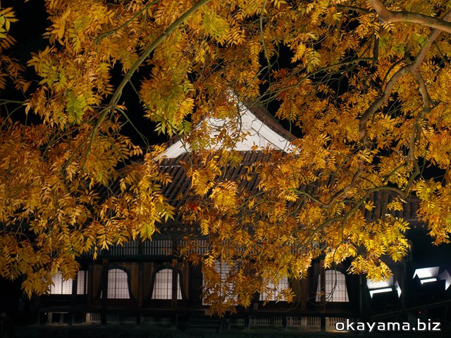 閑谷学校のライトアップされた楷の木（カイノキ）紅葉と講堂の写真画像【岡山】オカヤマドットビズ